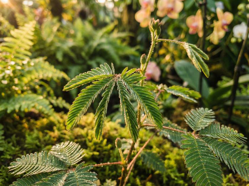 小马拉大车含羞草视频